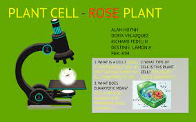 They have specialized peripheral nucleus and other here in the plant's cells diagram, various parts of a plant cell are highlighted. Plant Cell Rose Plant By Doris Velazquez