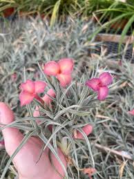 Image result for Albertisia exelliana