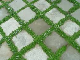 Hardscaping 101: Ground Covers To Plant Between Pavers - Gardenista