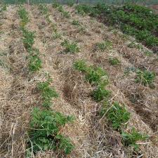 Cette solanacée est sensible aux maladies cryptogamiques, favorisées par l'humidité stagnant dans les feuillages. Retour Sur Les Essais De Culture De Pommes De Terre Jardin D Essai