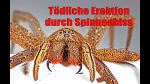 Eine hochgiftige bananenspinne wurde am freitagabend in einem supermarkt in der flechtdorfer straße in korbach entdeckt und von der feuerwehr gefangen. Bananenspinne Biss Erektion Youtube
