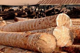 Resultado de imagen para SUSTENTABILIDAD FORESTAL + ucar