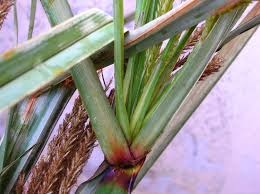 Image result for Cyperus latifolius