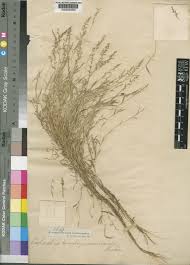 Image result for Coelachne