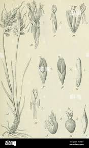 Image result for Schoenoxiphium