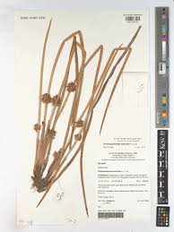 Image result for Schoenoplectiella