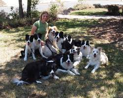 Happenstance Border Collies Home