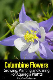 Pin On Best Of Plantcaretoday