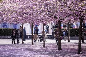 This step by step acrylic painting tutorial will guide you through the techniques so you can render your own cherry blossom painting that you will be proud of! Best Cherry Blossom Cities In The World Where To See Cherry Blossoms