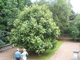 Image result for Magnolia delavayi