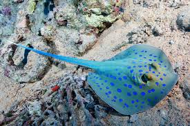 Image result for Stingray