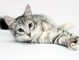 Female cats can start having kittens as early as 4 months old! When Is A Puppy Or Kitten Old Enough To Neuter Petfinder