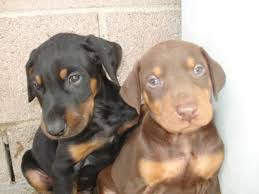 Black And Tan Doberman Puppies For Sale Doberman Pups Doberman Pinscher Puppy Red Doberman Pinscher Doberman Puppy