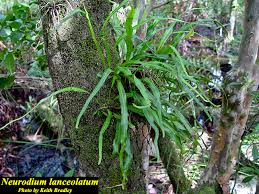 Image result for Pleopeltis