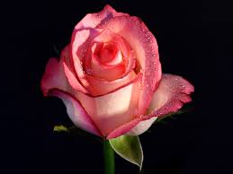 Rose flower image hd and wallpapers. Pink Rose Flower Wallpapers Nature Images Plants Hd Rose Flower Images Hd 1504x1128 Wallpaper Teahub Io