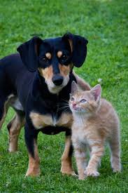The best method depends on the size, temperament and trainability of your dog. How To Keep The Dog Out Of The Litter Box