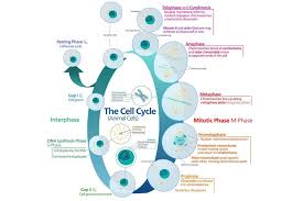 Animal cell mitosis reading answer key. The Cell Cycle Of Growth And Replication