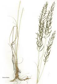 Image result for Pogonarthria