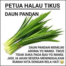 8 petua halau tikus di rumah. Facebook