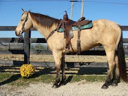 One of our stallions, mark me famous is a ibha world champion dun factor horse. Big Buttermilk Buckskin Quarter Horse Gelding Used For Ranch Work Trail Riding For Sale In Fleming Kentucky United States Of America
