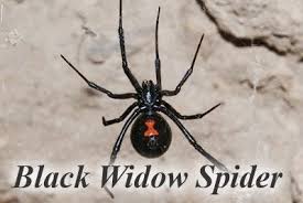 The spider's bite will bring on muscle pain along with a variety of other symptoms, including trouble breathing, nausea, and numbness around the bite site. Spider Black Widow Jpg 399 267 Black Widow Spider Spider Venom Spider Fact
