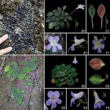 Image result for Nidorella pinnata