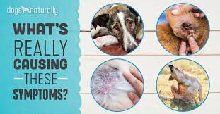 Atopic Dermatitis In Dogs A Holistic Healing Approach Dogs Naturally