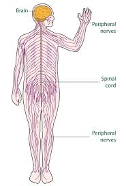 The central nervous system is the integration and command center of the body. Pin On Education Worksheets Template