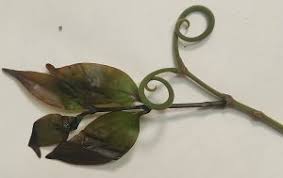 Image result for Strychnos lucens