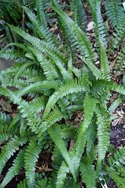 Image result for Dinebra caudata