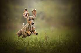 Preview And Download Wallpaper Hd Wallpapers Desktop Background Images Animals Animal Wallpaper Dog Pictures