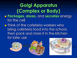 Organelles found in all eukaryotic cells. Ppt Cell Organelles Powerpoint Presentation Free Download Id 6502072