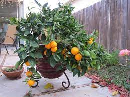Details On Planting Cara Cara Orange Trees Orange Tree Cara Cara Citrus Trees