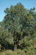 Image result for Diospyros inhacaensis