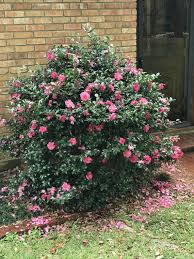 Camellia Sasanqua Shishi Gashira Etsy In 2020 Plants Live Plants Low Maintenance Garden Design