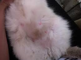 Sollten die kätzchen nach dem 72. Ist Meine Katze Schwanger Grosse Zitzen Schwangerschaft Bei Ragdoll Katzen Trachtig