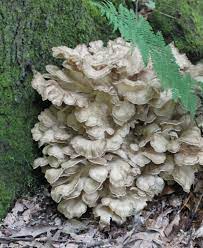 It is pure white underneath with no gills. Sheepshead Hen Of The Woods Grifola Frondosa Western Pennsylvania Mushroom Club