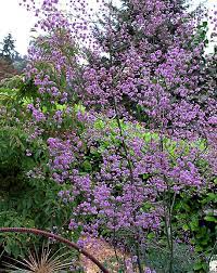 Synonyms thalictrum dipterocarpum 'hewitt's double'. Plantfiles Pictures Thalictrum Chinese Meadow Rue Meadow Rue Yunnan Meadow Rue Hewitt S Double Thalictrum Delavayi By Carkeekfish