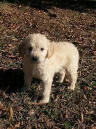 Straight fleece, wavy fleece, curly fleece. F1 Goldendoodle Puppies For Sale In Greenwood Arkansas Classified Americanlisted Com