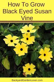 Black Eyed Susan Vine Growing Tips For A Beautiful Burst Of Color Black Eyed Susan Vine Black Eyed Susan Climbing Flowers