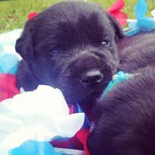 English labrador retriever puppies for all purposes. Akc English Black Lab Puppies For Sale In Stevens Point Wisconsin Classified Americanlisted Com