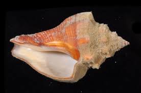 Image result for Cochlidium