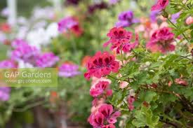 Image result for Pelargonium mossambicense