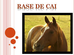 In hergheliile din tara noastra se regasesc mai multe rase de cai romanesti: Ppt Rase De Cai Powerpoint Presentation Free Download Id 2810944