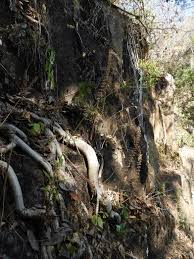 Image result for Kalanchoe brachyloba