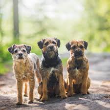 Image result for border teriér