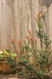 Image result for Vaccinium stanleyi