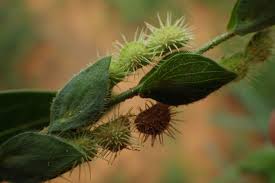 Image result for Zornia glochidiata