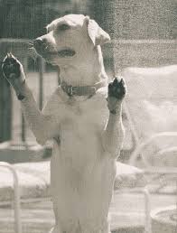 The Best Pet Proof Screens Of 2019 Pet Proof Indoor Dog Pets