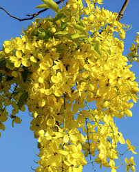 さくら or サクラ).they generally refer to ornamental cherry trees, not to confuse with cherry trees that produce fruit for eating. Cassia Fistula Flowering Trees Beautiful Nature Scenes Fast Growing Trees